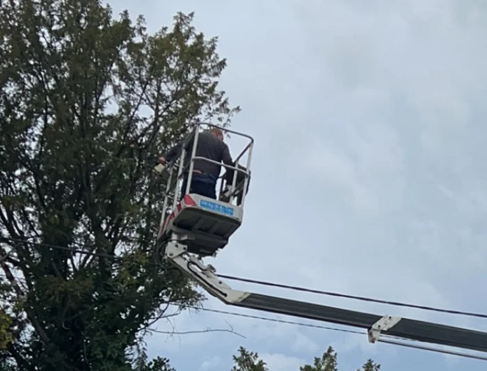 Élagage d'un arbre en nacelle
