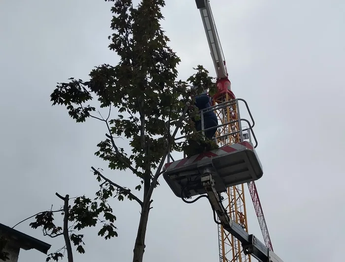 Abattage et démontage d'arbre en nacelle