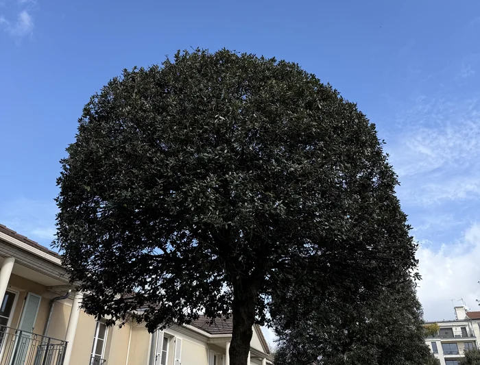 Arbre taillé en boule