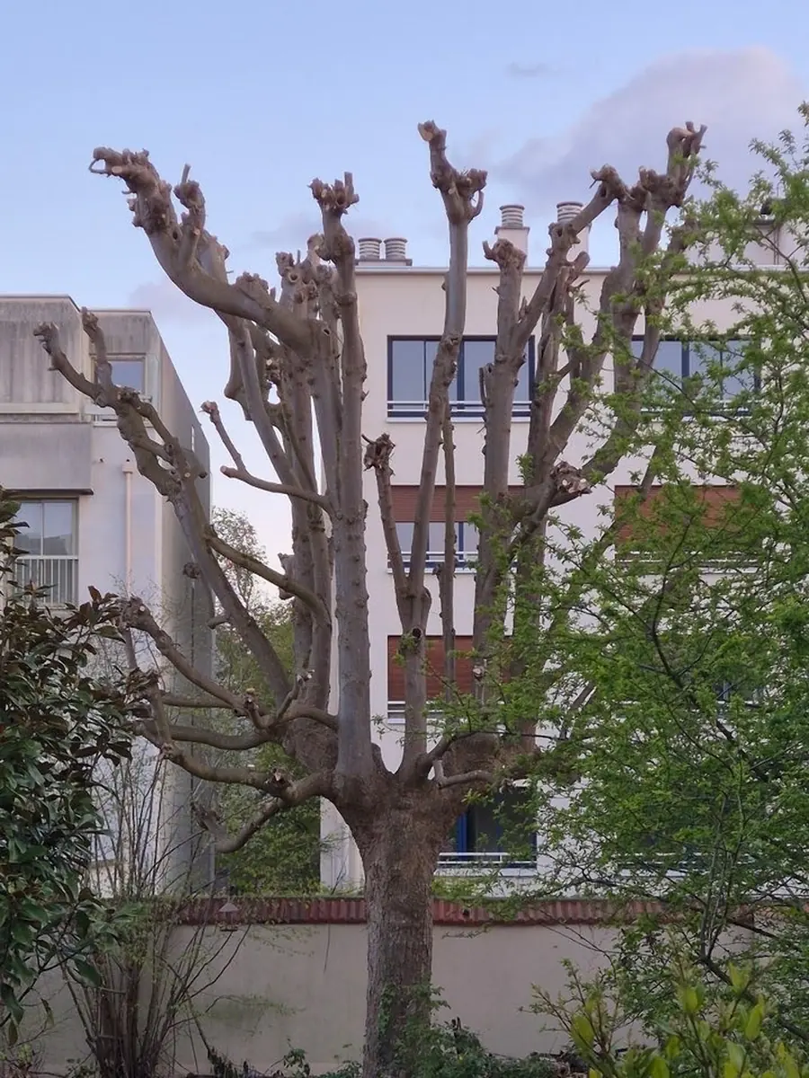 Après : Élagage d'un arbre