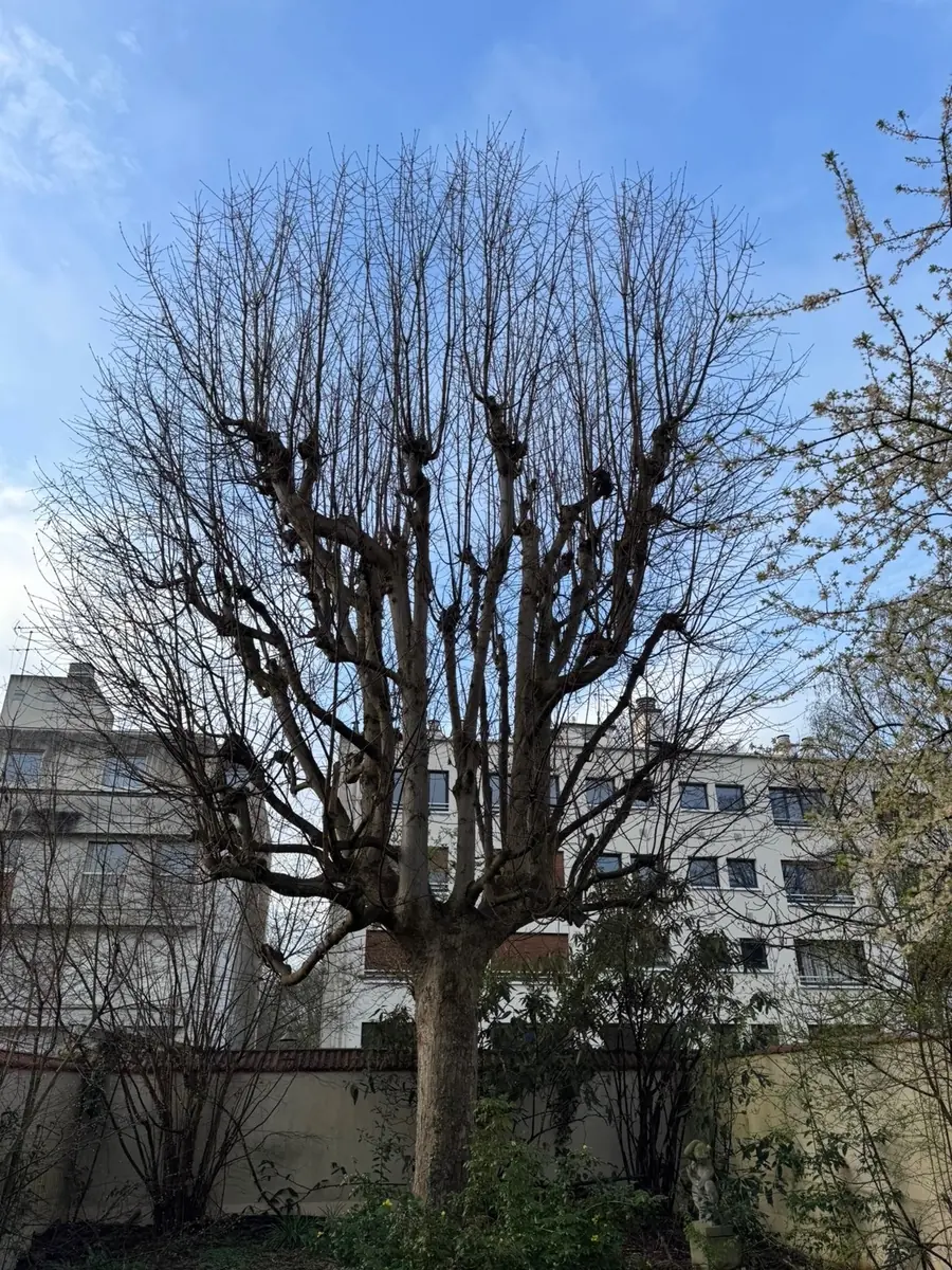 Avant : Élagage d'un arbre