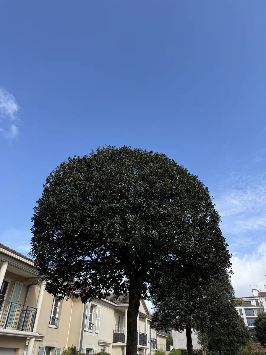 Après : Taille en boule d'un arbre