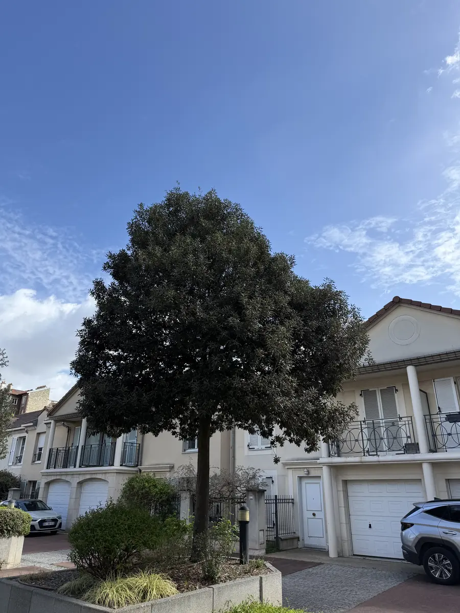 Avant : Taille en boule d'un arbre