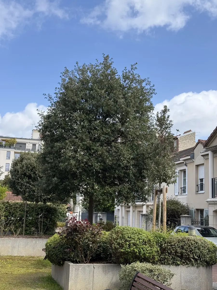 Après : Taille d'un arbre en jardinière
