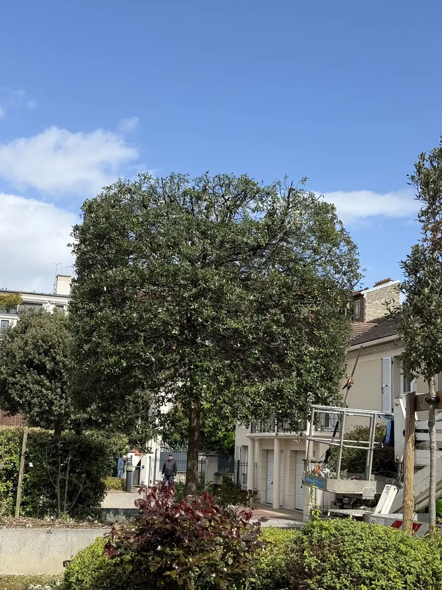 Avant : Taille d'un arbre en jardinière