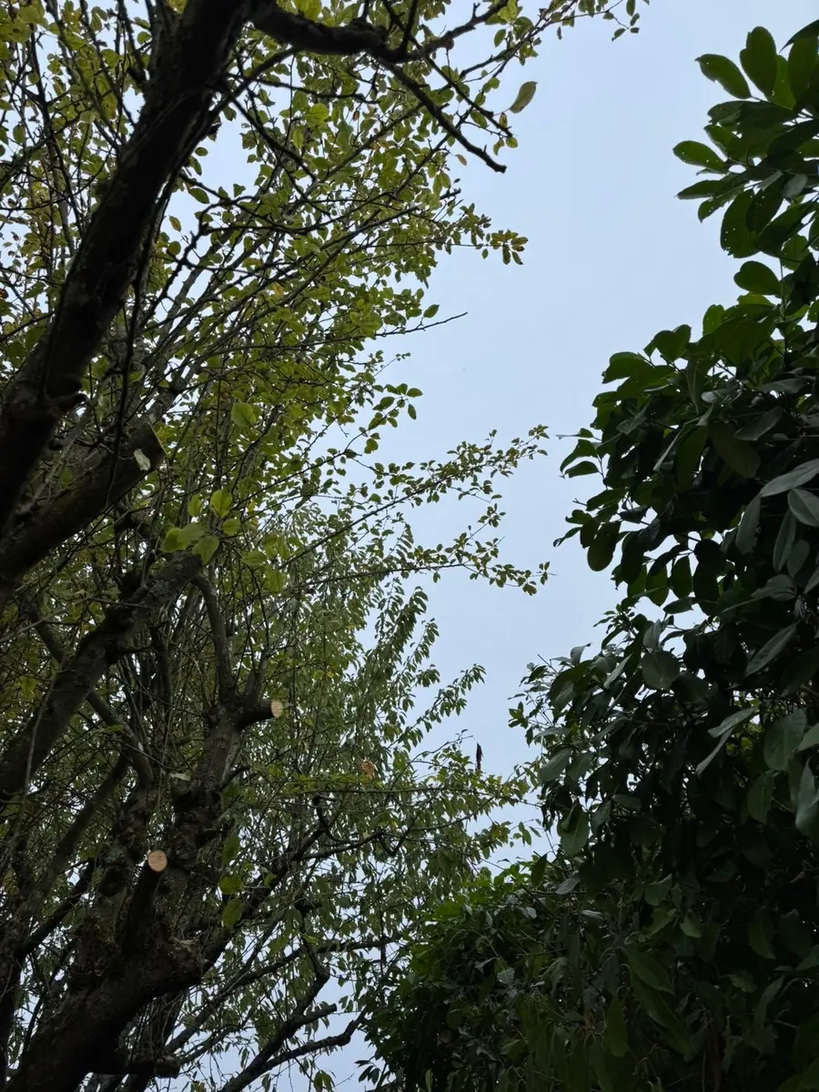 Après : Élagage et éclaircissage d'un arbre