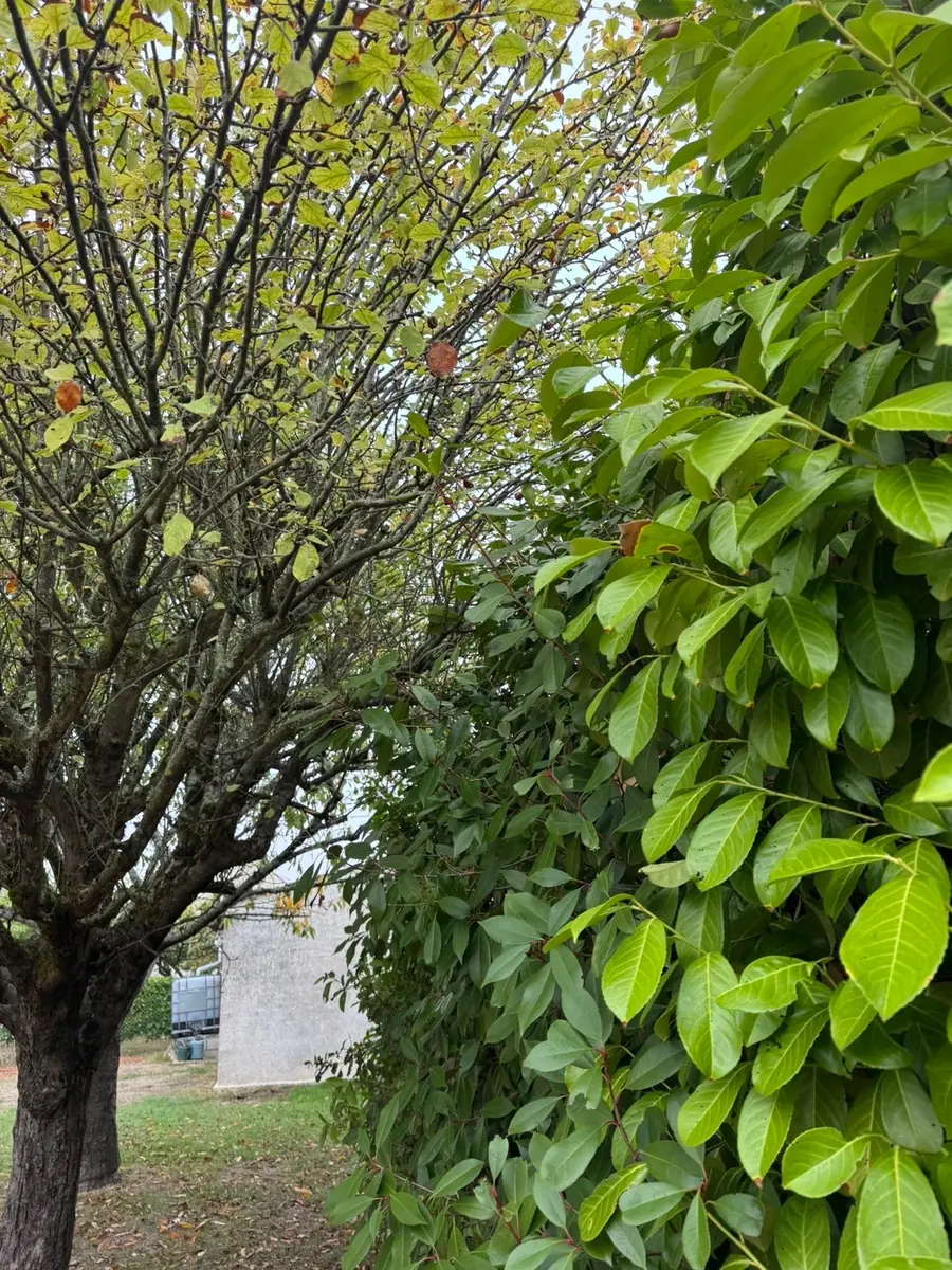 Avant : Élagage et éclaircissage d'un arbre