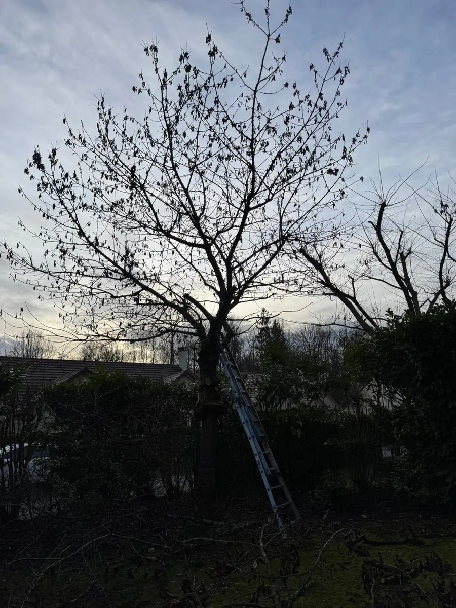 Avant : Abattage d'un arbre