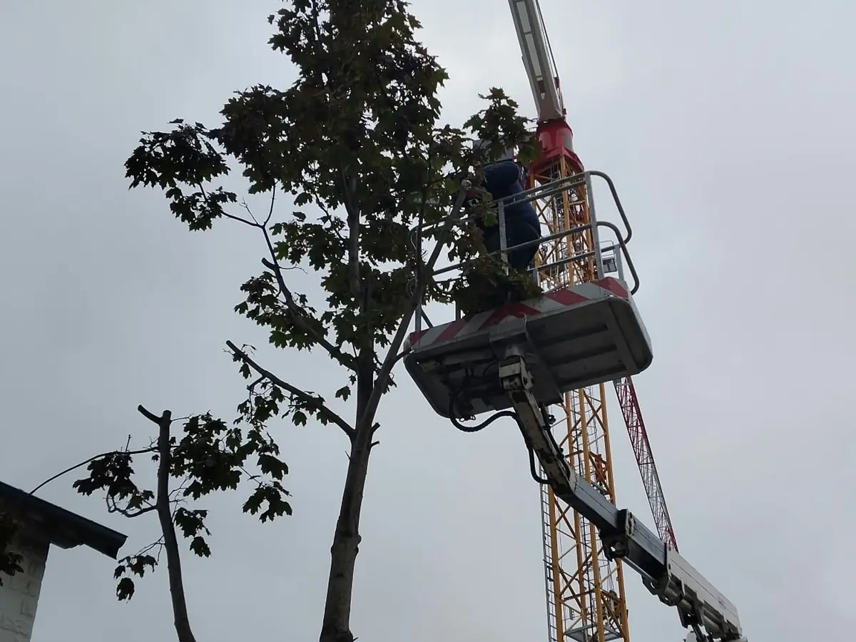 Taille d'un arbre en hauteur, en nacelle – E-H Paysagiste