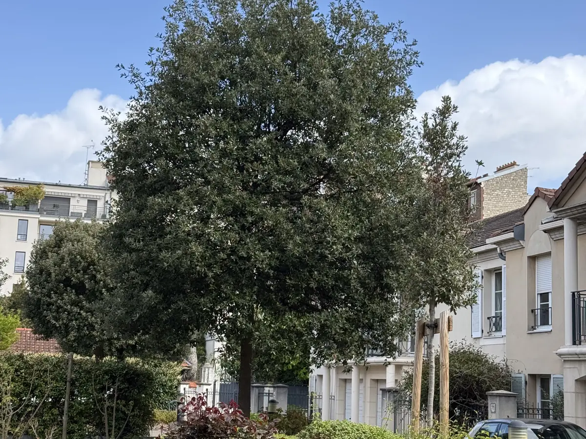 Taille d'un arbre en jardinière – réalisation E-H Paysagiste