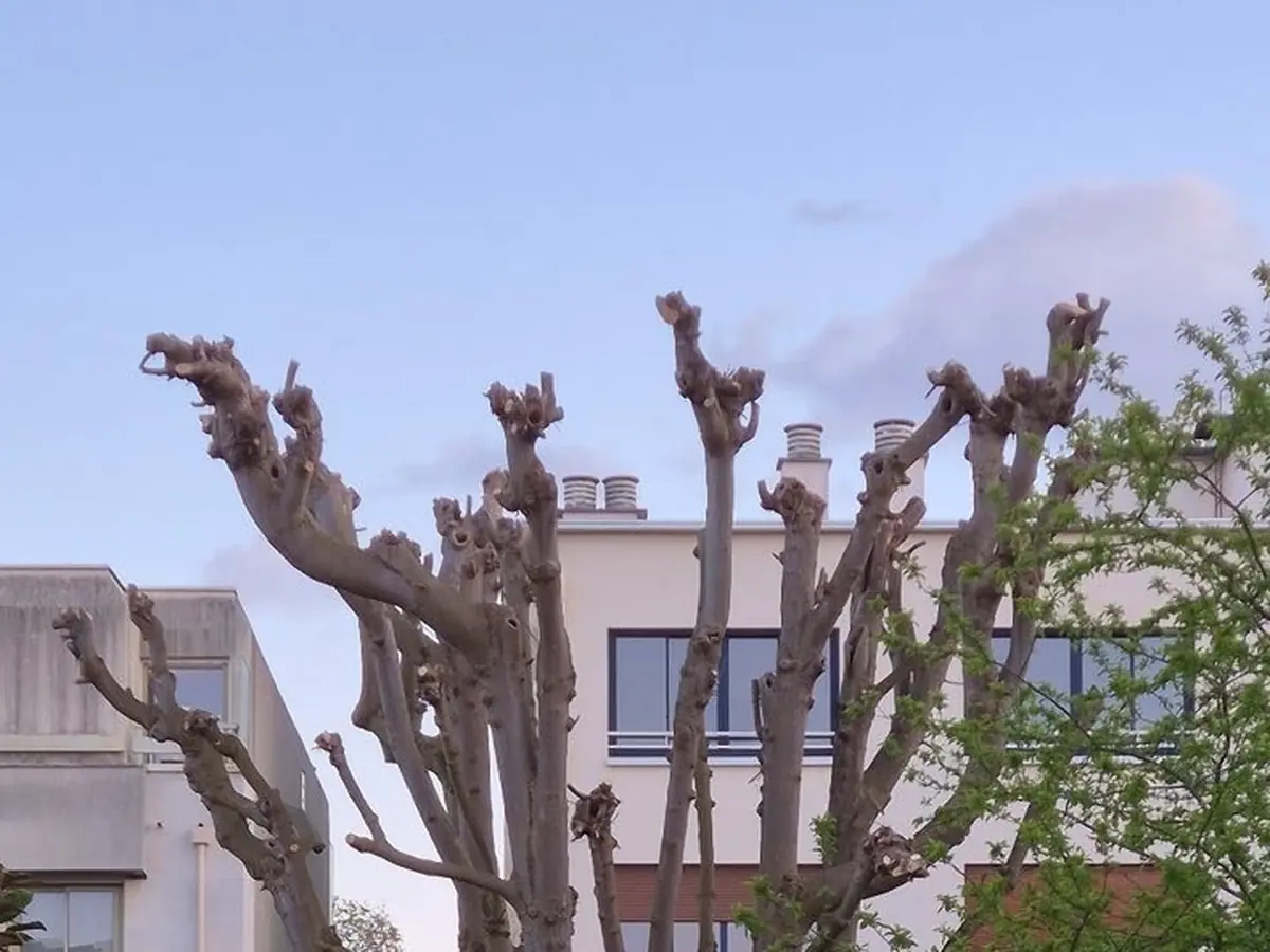 Élagage d'un arbre – réalisation E-H Paysagiste