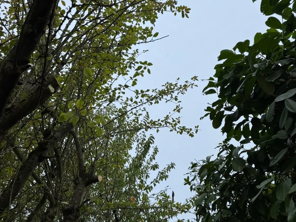 Élagage et éclaircissage d'un arbre – réalisation E-H Paysagiste